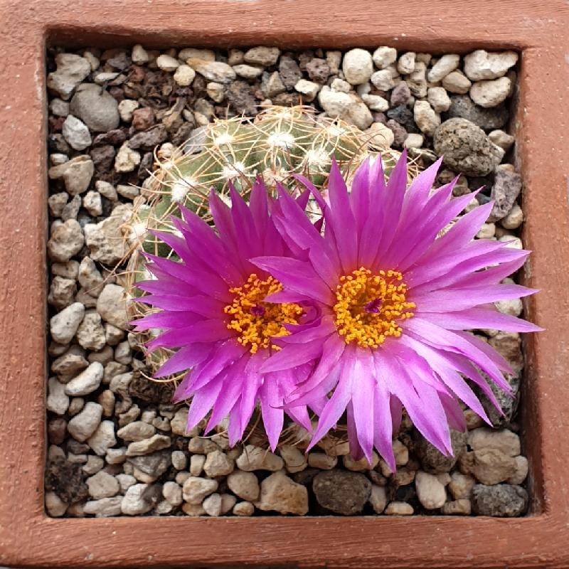 Notocactus_uebelmannianus_1.jpg